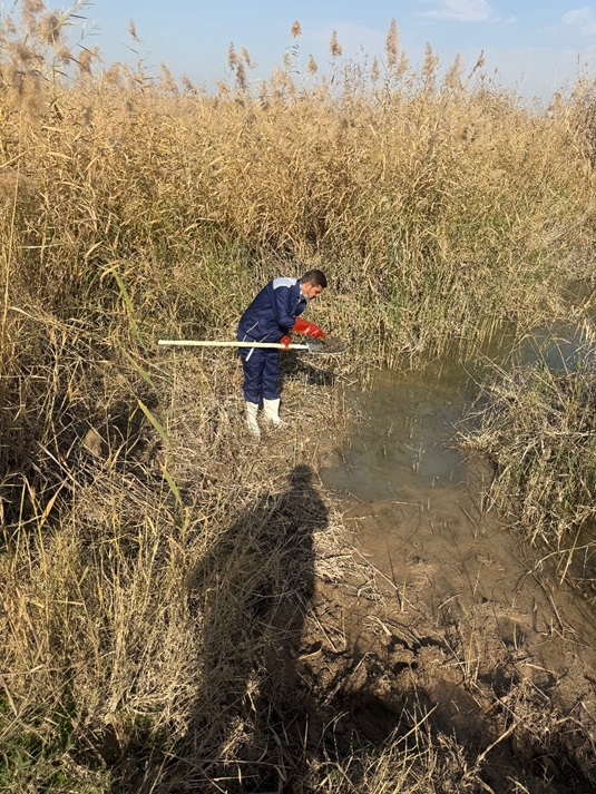 آغاز عملیات صید حلزون‌های ناقل شیستوزومیازیس در غرب اهواز